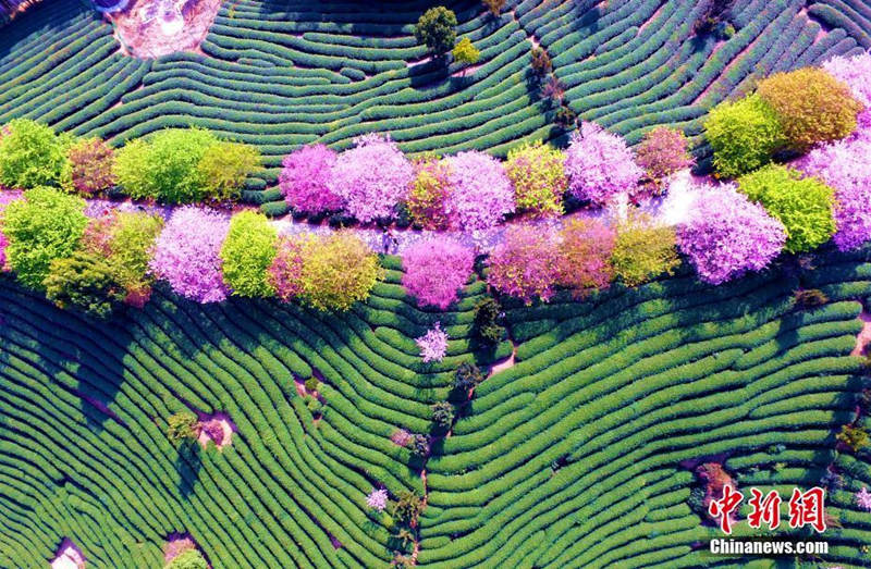 Galeria: Plantação de chá de cerejeira em Fujian