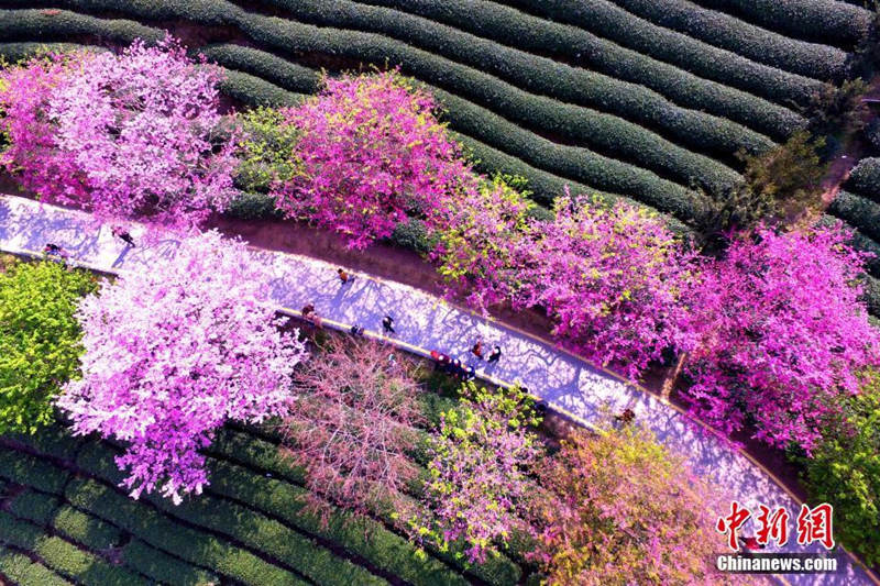 Galeria: Plantação de chá de cerejeira em Fujian