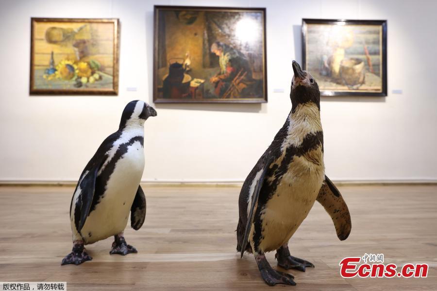 Pinguins de circo russo “visitam” museu de arte