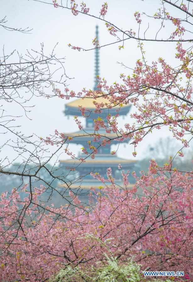 Parque de cerejeira em Wuhan abre ao público