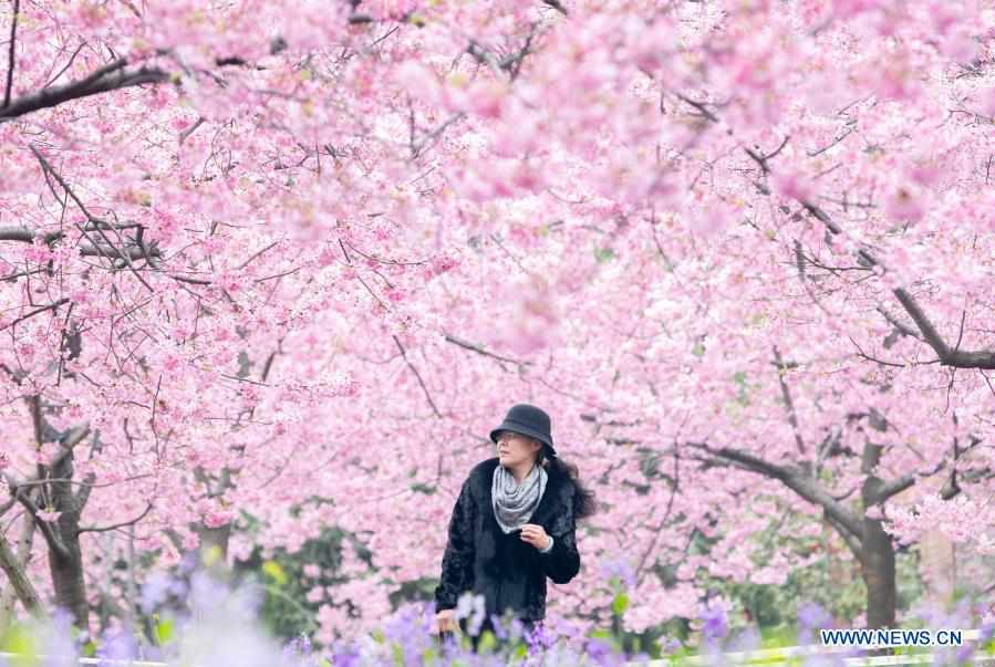 Parque de cerejeira em Wuhan abre ao público