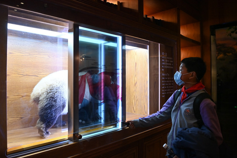 China: Primeiro museu do mundo de experiência interativa com temática do panda é inaugurado