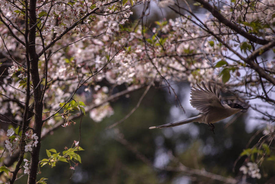 Flores de cerejeira da Universidade de Wuhan se abrem ao público novamente