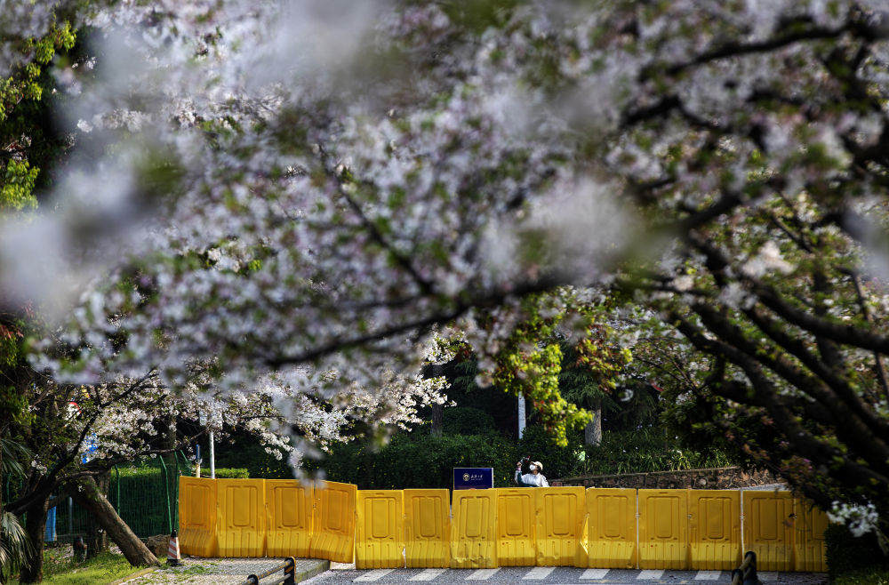 Flores de cerejeira da Universidade de Wuhan se abrem ao público novamente