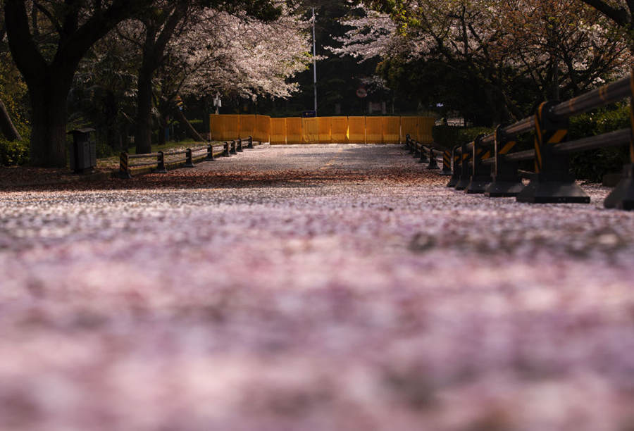 Flores de cerejeira da Universidade de Wuhan se abrem ao público novamente