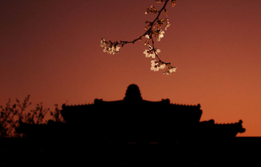 Flores de cerejeira da Universidade de Wuhan se abrem ao público novamente