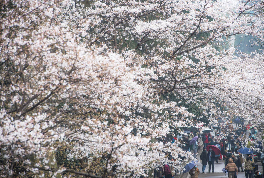 Flores de cerejeira da Universidade de Wuhan se abrem ao público novamente