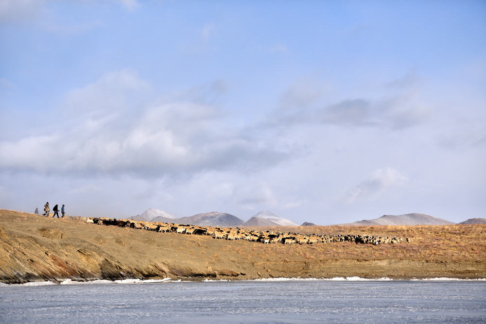 Rumo à primavera - a saída das ovelhas da ilha no lago congelado 