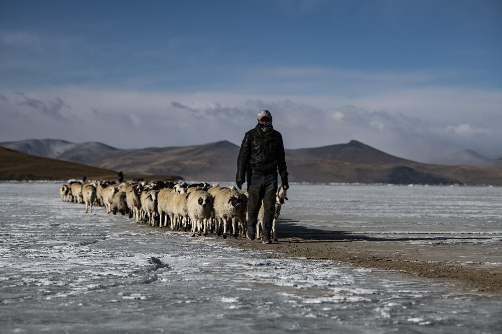 Rumo à primavera - a saída das ovelhas da ilha no lago congelado 