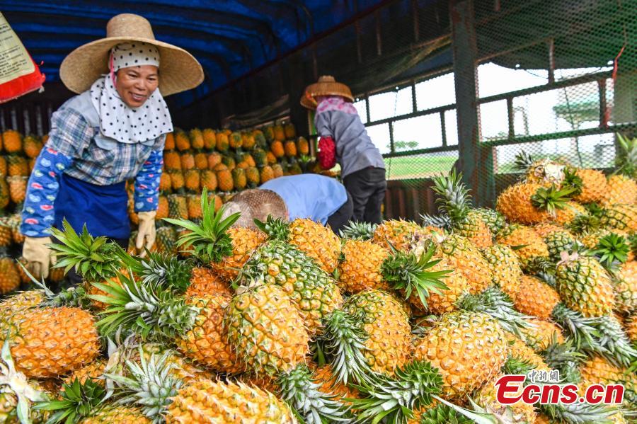 Galeria: colheita de abacaxi em Guangdong