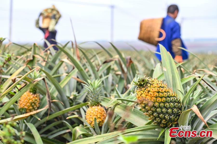 Galeria: colheita de abacaxi em Guangdong