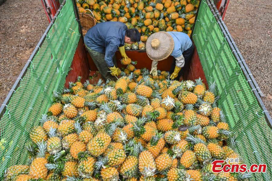 Galeria: colheita de abacaxi em Guangdong