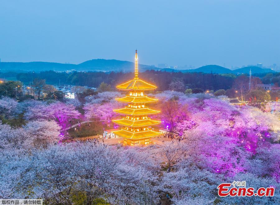 Galeria: Visão noturna do Parque de Cerejeira no Lago Leste de Wuhan