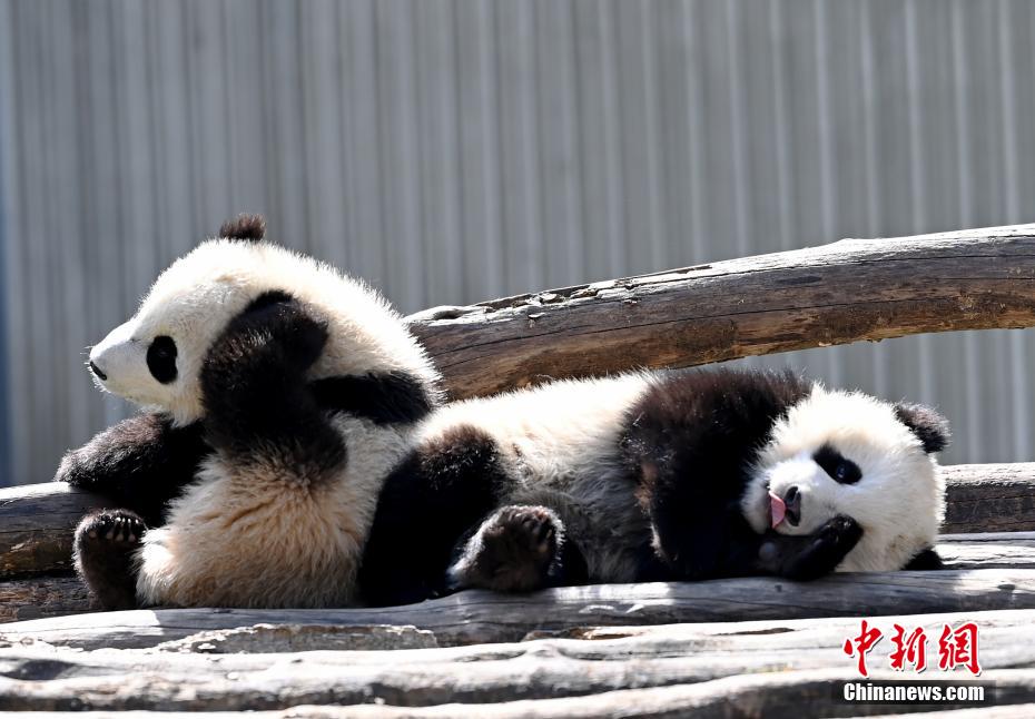 Galeria: pandas bebês dão as boas-vindas à primavera em Sichuan