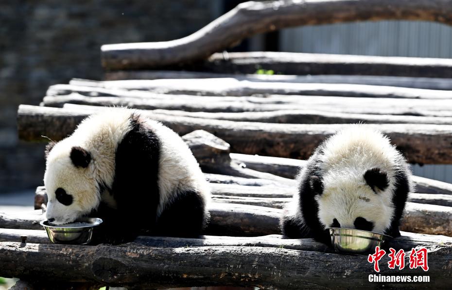 Galeria: pandas bebês dão as boas-vindas à primavera em Sichuan