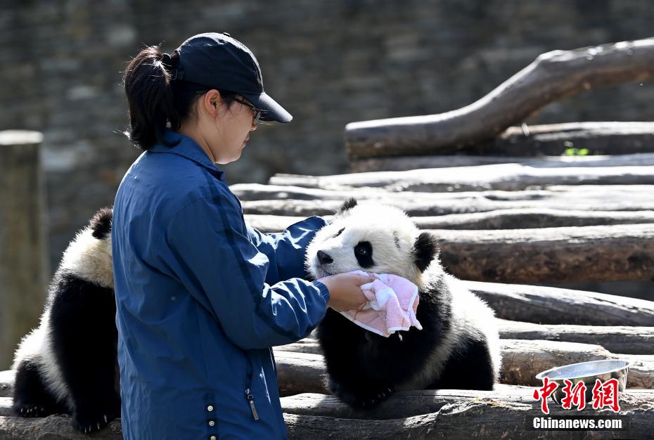 Galeria: pandas bebês dão as boas-vindas à primavera em Sichuan