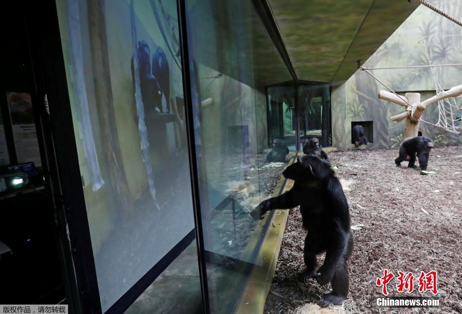 Chimpanzés “mantêm contato” por videochamada