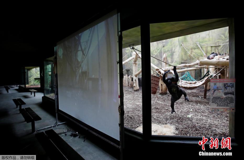 Chimpanzés “mantêm contato” por videochamada