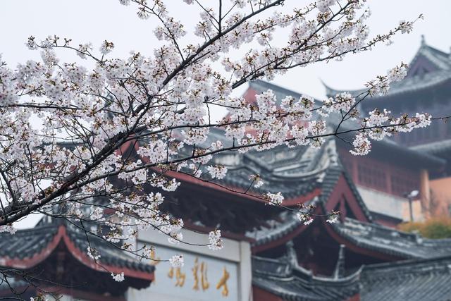 Nanjiing: residentes apreciam flores de cerejeira