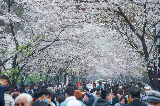 Nanjiing: residentes apreciam flores de cerejeira