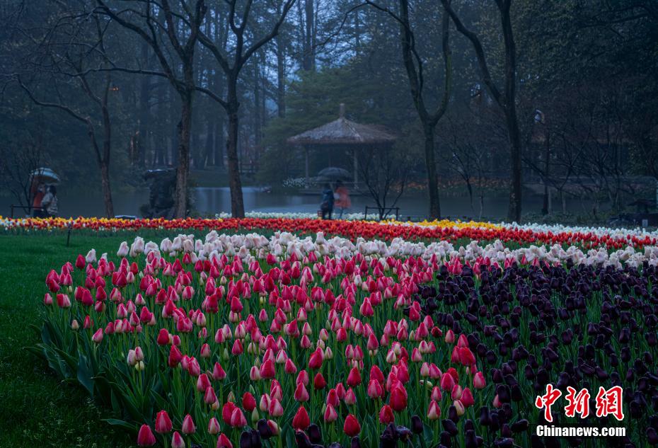 Galeria: Flores desabrocham na primavera de Zhejiang