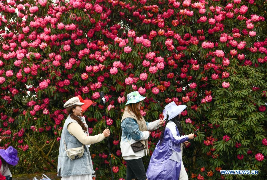 China: Azaléia entra na estação de florescimento em Guizhou