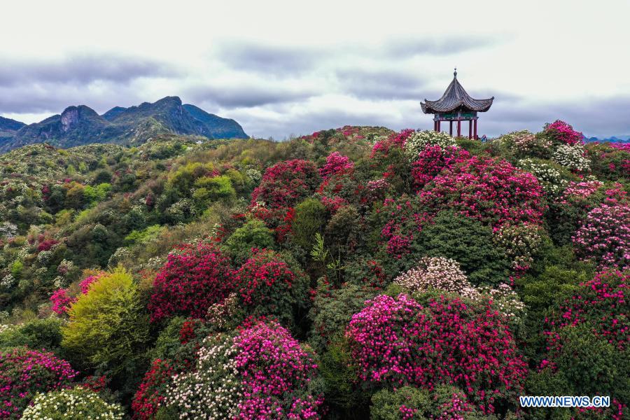 China: Azaléia entra na estação de florescimento em Guizhou