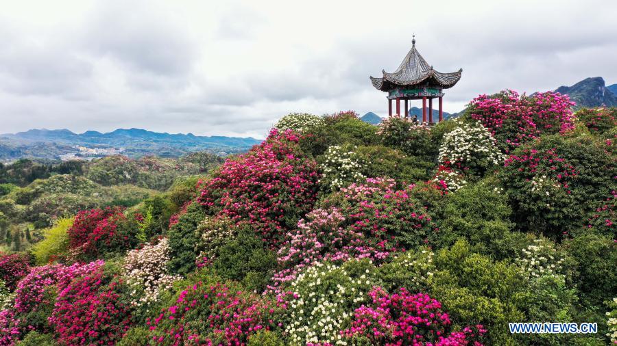 China: Azaléia entra na estação de florescimento em Guizhou