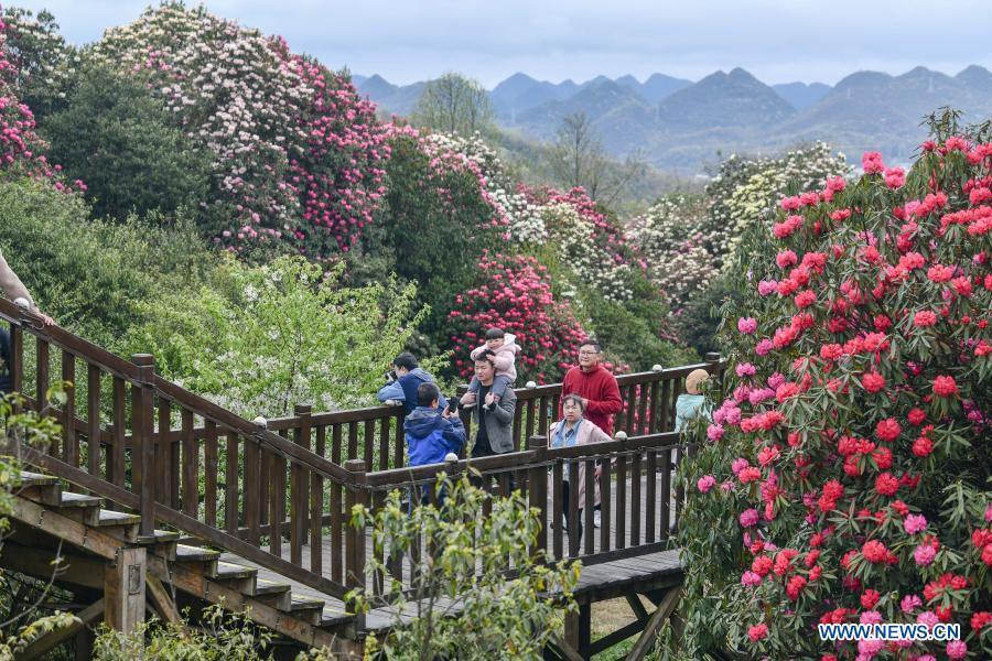 China: Azaléia entra na estação de florescimento em Guizhou