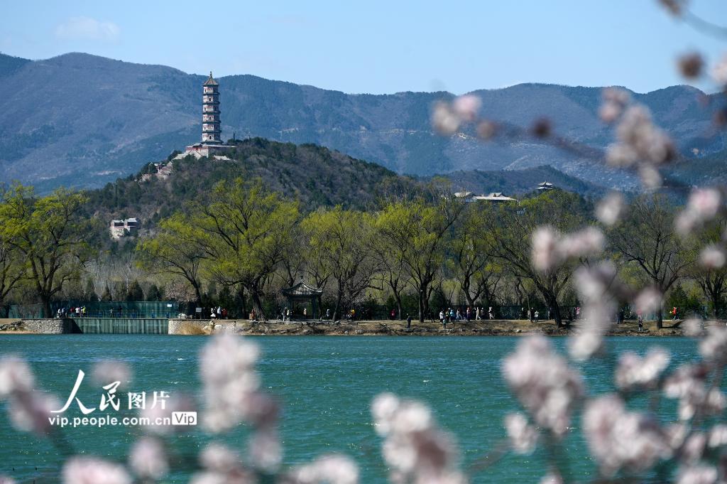 Flores de pessegueiro florescem no Palácio de Verão