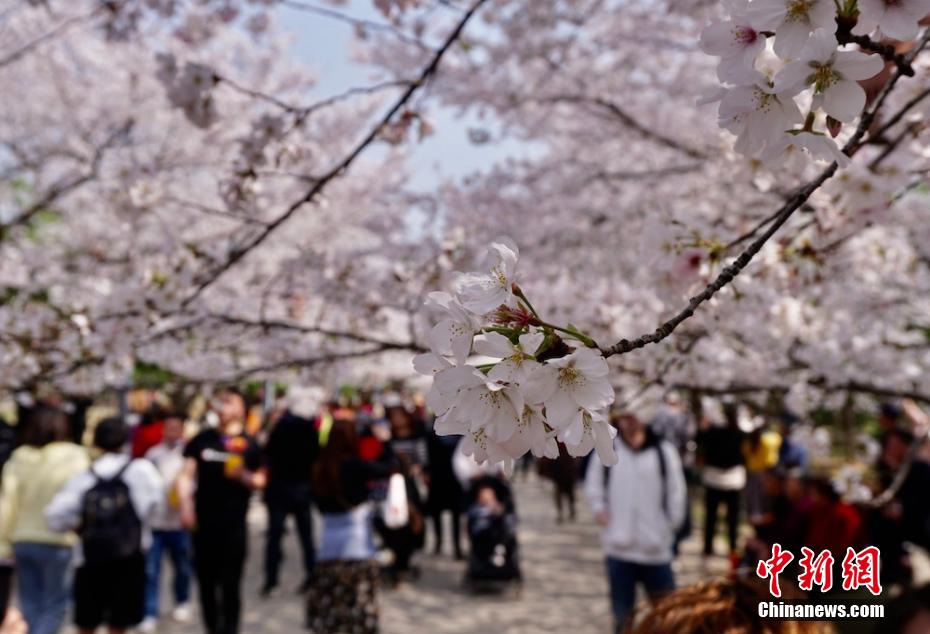 Wuxi inaugura Semana Internacional da Flor de Cerejeira 