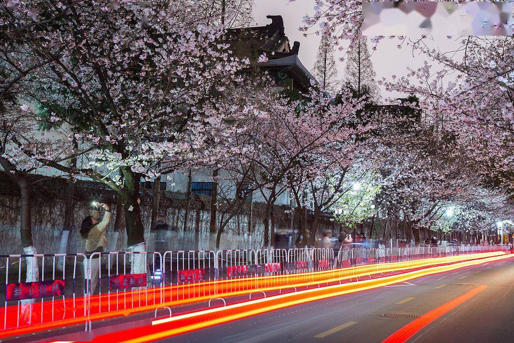 Nanjing: paisagem encantadora de “flores de cerejeira noturnas”

