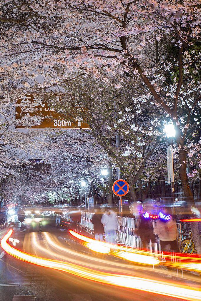 Nanjing: paisagem encantadora de “flores de cerejeira noturnas”

