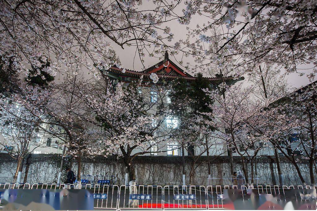 Nanjing: paisagem encantadora de “flores de cerejeira noturnas”

