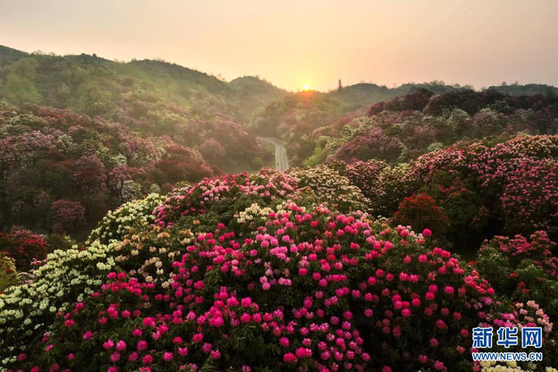 Guizhou: flores de azaleia entram em período de florescimento