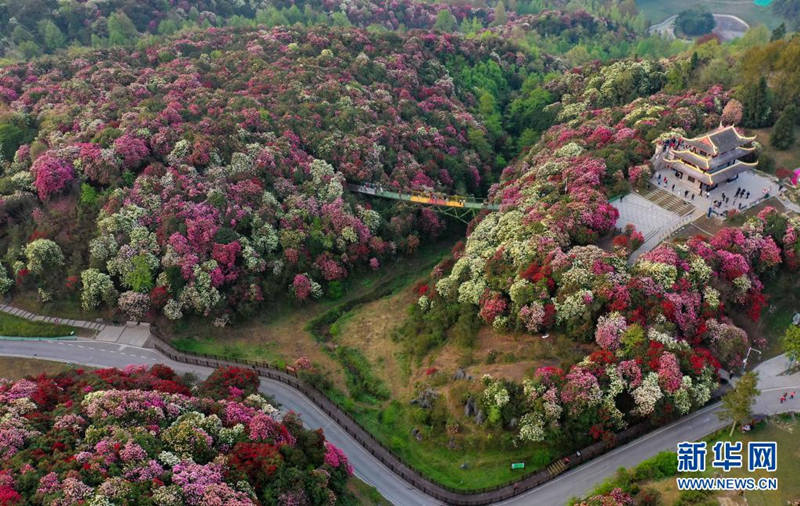 Guizhou: flores de azaleia entram em período de florescimento