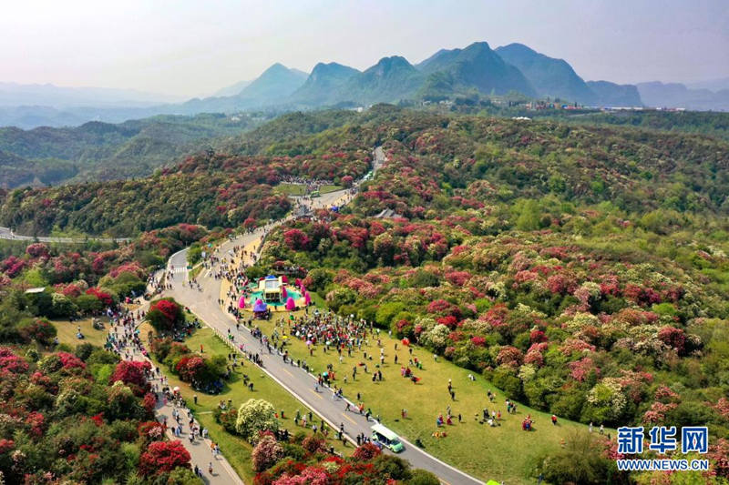 Guizhou: flores de azaleia entram em período de florescimento