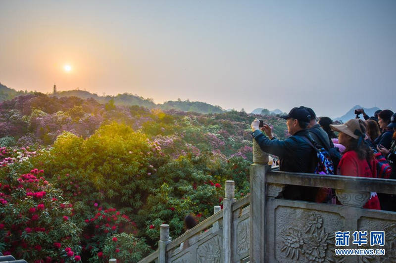 Guizhou: flores de azaleia entram em período de florescimento