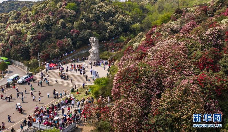 Guizhou: flores de azaleia entram em período de florescimento