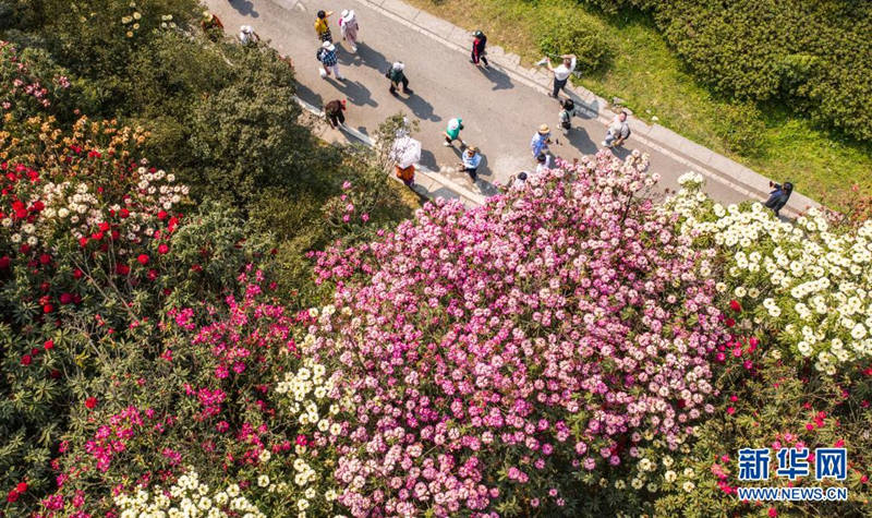 Guizhou: flores de azaleia entram em período de florescimento