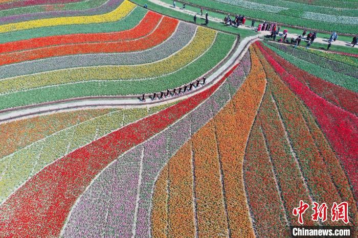 Jiangsu: Tulipas florescem em Dafeng