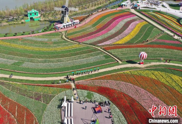 Jiangsu: Tulipas florescem em Dafeng