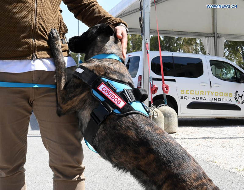 Roma: cachorros são treinados para detectar coronavírus