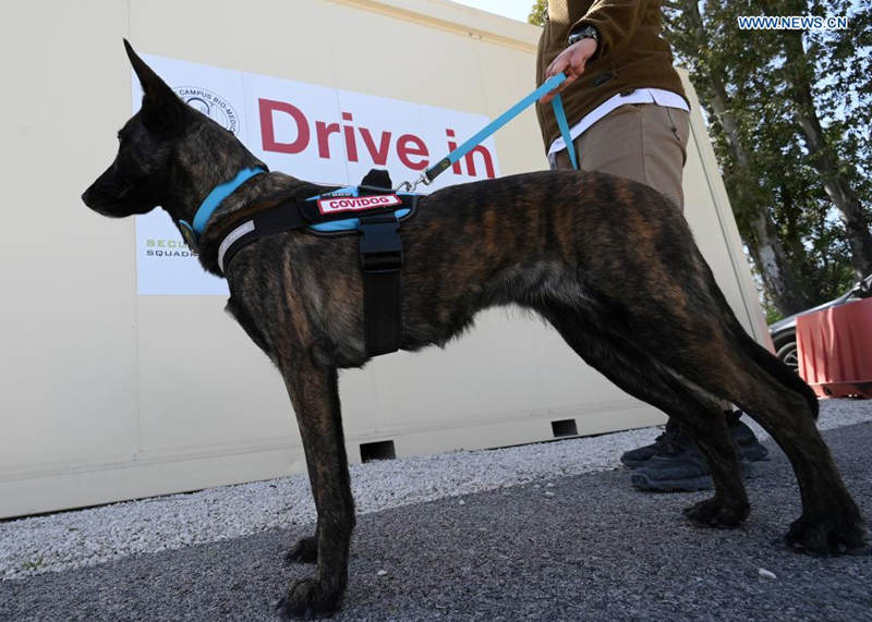 Roma: cachorros são treinados para detectar coronavírus