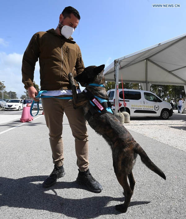 Roma: cachorros são treinados para detectar coronavírus