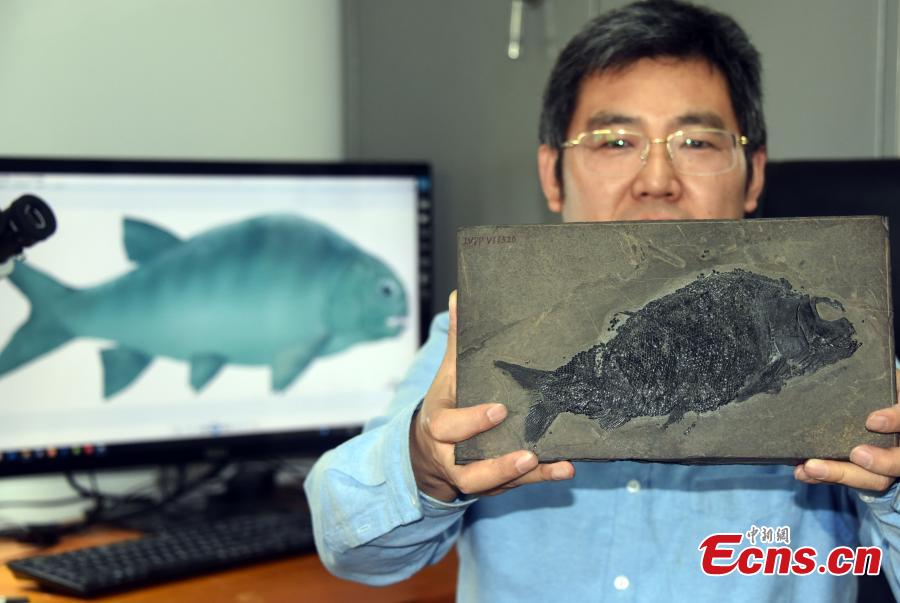 Cientistas chineses descobrem fósseis de peixe neopterígio de 244 milhões de anos

