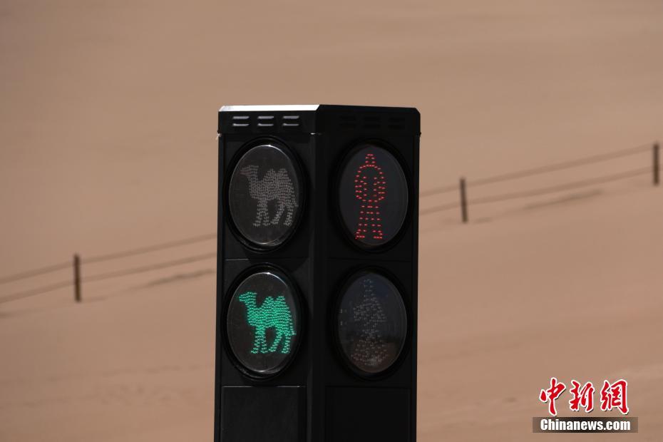 Gansu: Semáforos para camelos aparecem em Dunhuang