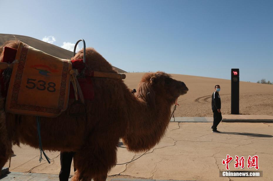 Gansu: Semáforos para camelos aparecem em Dunhuang