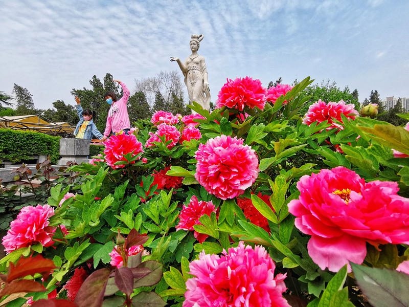 39º Festival Cultural de Peônias de Luoyang inaugurado em Henan