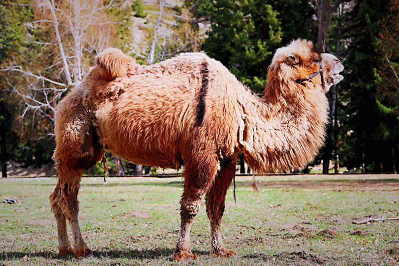 Galeria: Bela paisagem de Xinjiang